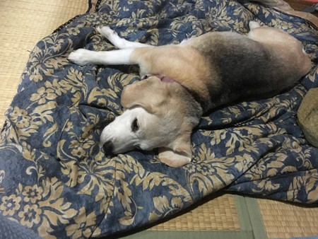 お姫様はこの場所が好き