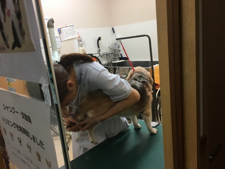 うみ爪きりきり