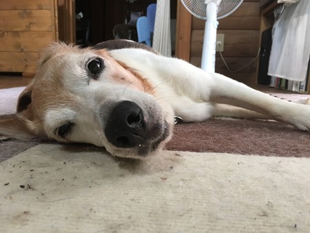 今日はめちゃくちゃ穏やかです