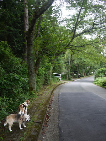 曇りだから歩きやすいんだねー
