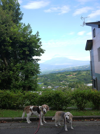 富士山とビーグル夫婦
