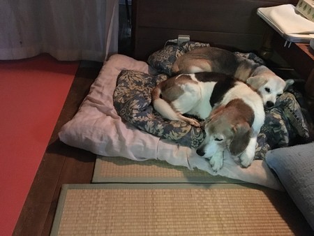 母の入る隙間がないくらいぴったりんこ