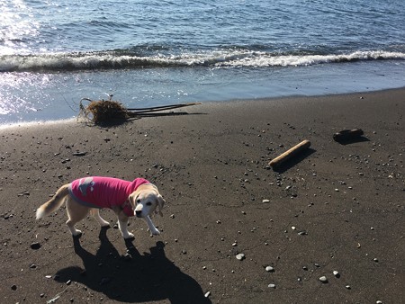 もうすぐ14歳だけど元気なお姫様
