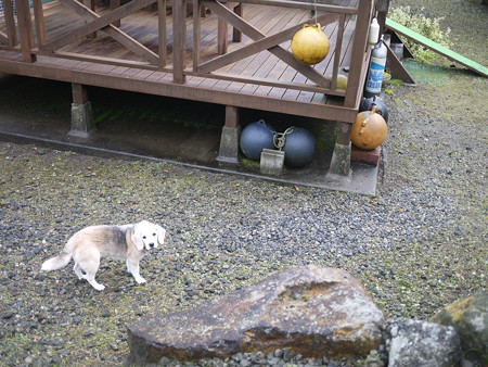 振り返り美犬うみ姫
