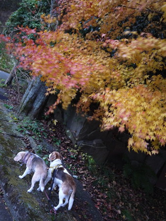 紅葉ビーグル夫婦