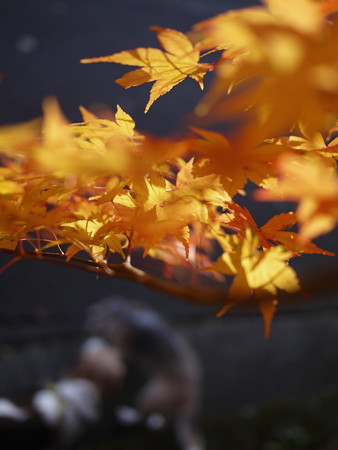 まずは紅葉にピント