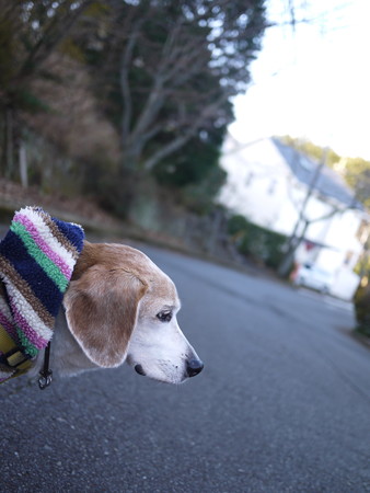 何おもふマリン?