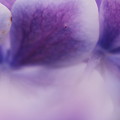 Photos: 紫陽花