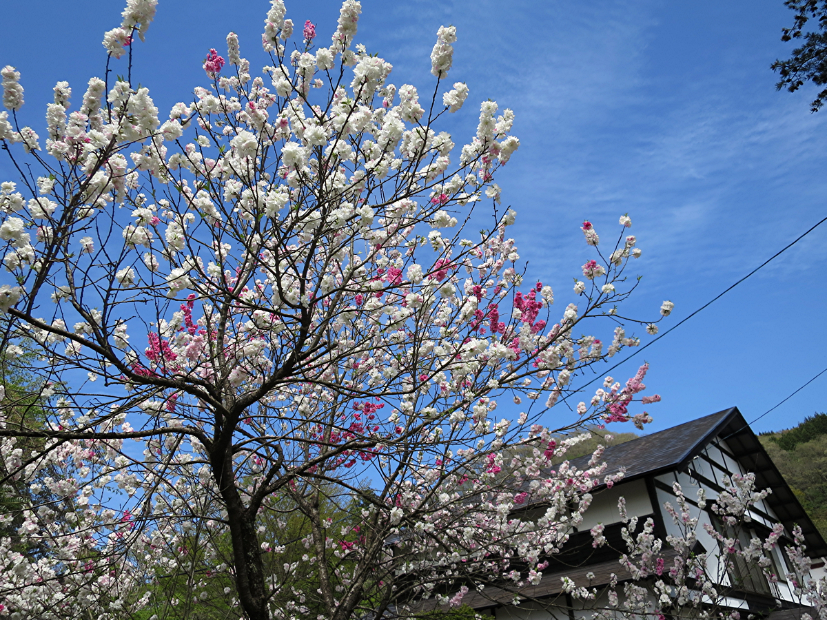 桜