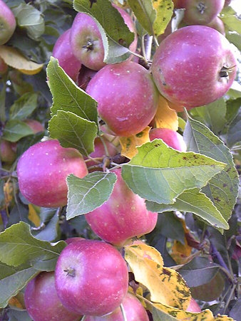 princessapple