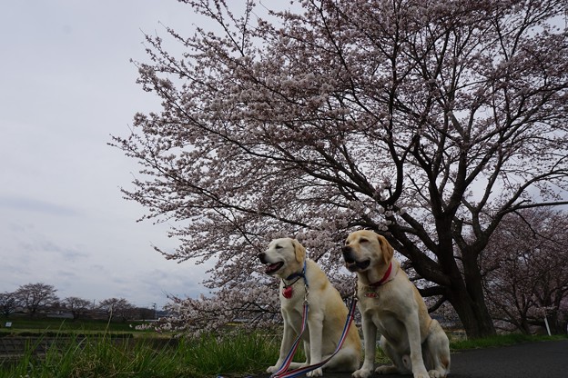 花わんこ