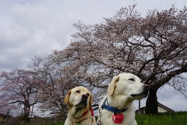 花わんこ