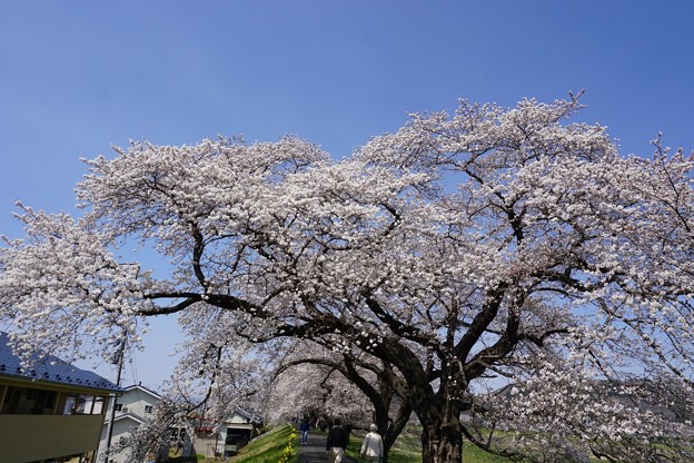 桜回廊