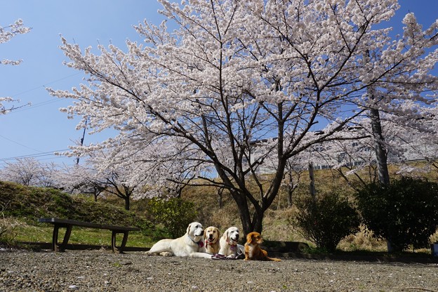 サクラ満開　花わんこ