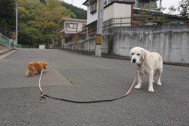 方向違い