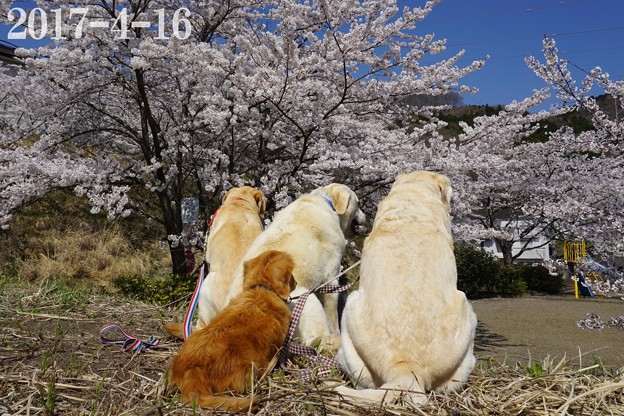 主役はリモ