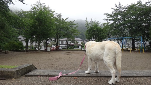 山は霧