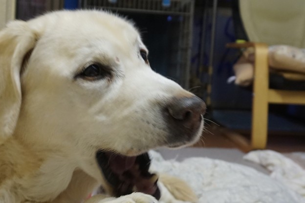 たいくつ