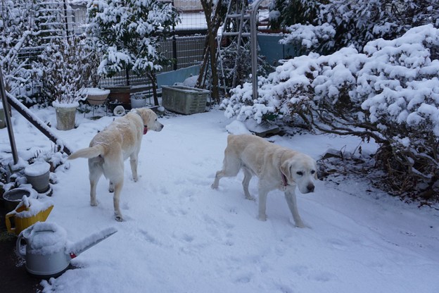 雪の降った朝