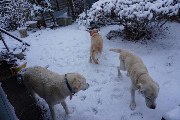 雪の降った朝