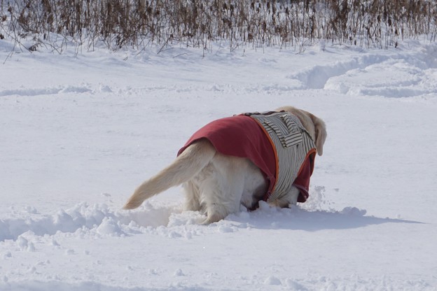 雪遊び