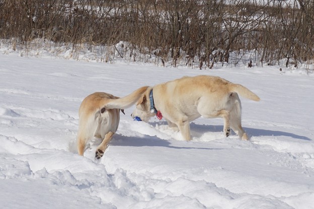 雪遊び