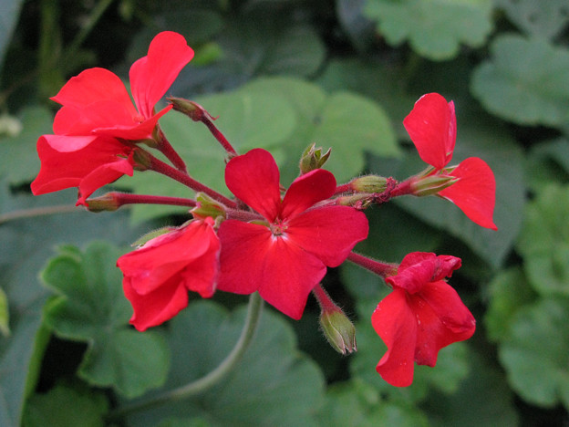 夏の赤い花 写真共有サイト フォト蔵