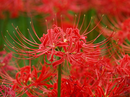 深紅の虜