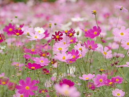 秋桜