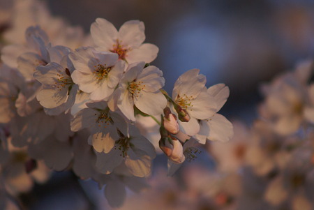 朝陽をあびる桜・その2