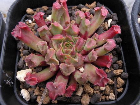 Sempervivum 'Fame monstrosa'