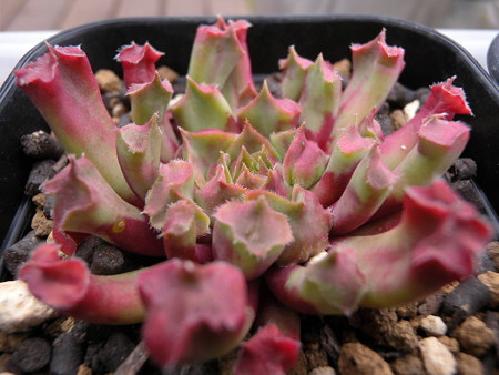 Sempervivum 'Fame monstrosa'