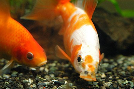 エサを食べる金魚