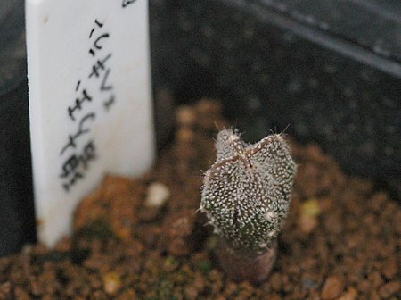 碧方玉×ヘキラン