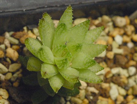 H. reticulata v.hurlingii