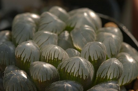 超大型特丸