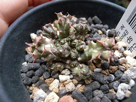 Euphorbia sp.
