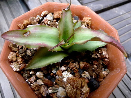 Cryptanthus bivittatus Ruby