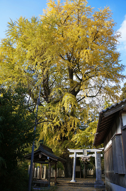 Photos: 大きな銀杏の木