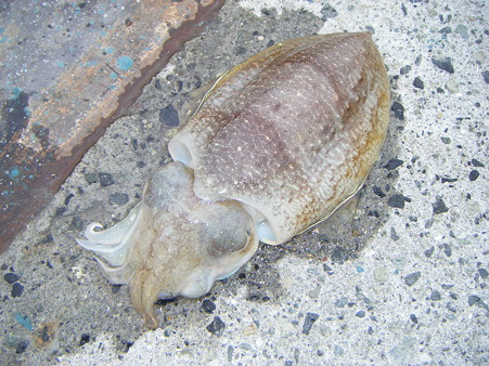 DSCF5243