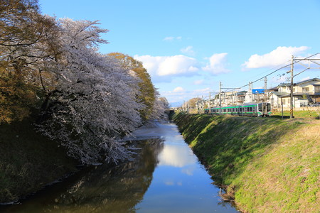 霞城公園の桜仙山線と