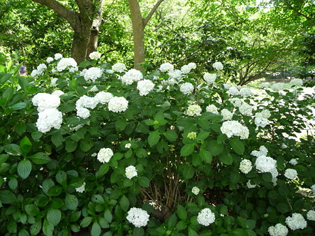 090612-源氏山・葛原が丘 (11)