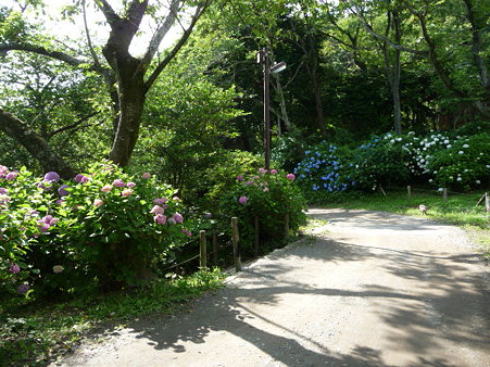 090612-源氏山・葛原が丘 (9)
