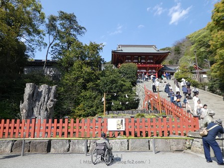 170413-鶴岡八幡宮 (7)