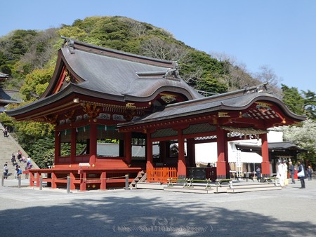 170413-鶴岡八幡宮 (25)