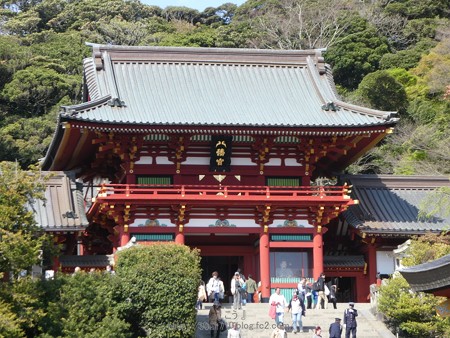 170413-鶴岡八幡宮 (26)