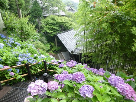 170628-鎌倉 長谷観音 (125)