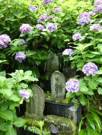 170628-鎌倉 長谷観音 (144)