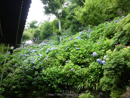 170628-鎌倉 長谷観音 (155)