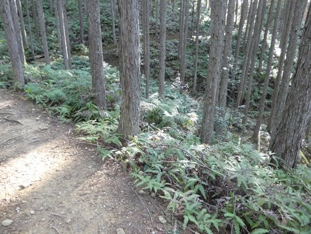 160325-熊野古道 小辺路 (31)